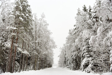 Snow covered Forest Road in Sweden