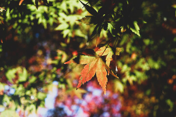 紅葉 秋 鮮やか もみじ 青もみじ グリーン 美しい