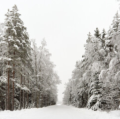 Snow covered Forest Road in Sweden