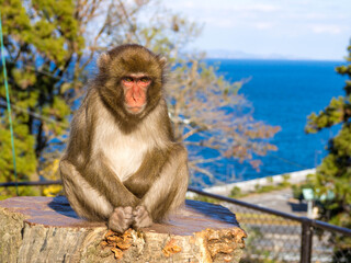 海辺を背景にたたずむ物憂げな表情のニホンザル