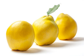 Three Ripe Quinces on White