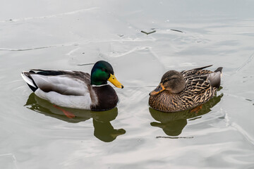 Duck and drake close-up swim in water. Wild water birds in the thawed patches of a frozen lake.