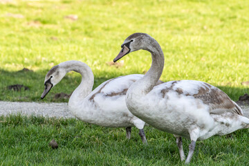 Fototapeta premium Two young swans are eating grass in a spring park. Birds and animals during a warm winter without snow. Swans near the path on the green lawn.