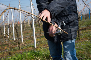 Winzer beim Rebschnitt im Winter