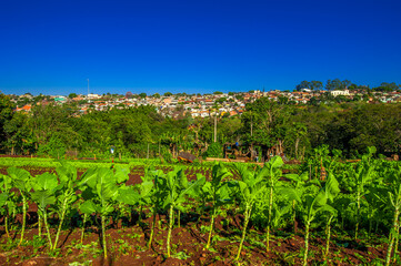 Fototapeta na wymiar vegetable garden, community sustainability, organic, agriculture in the city