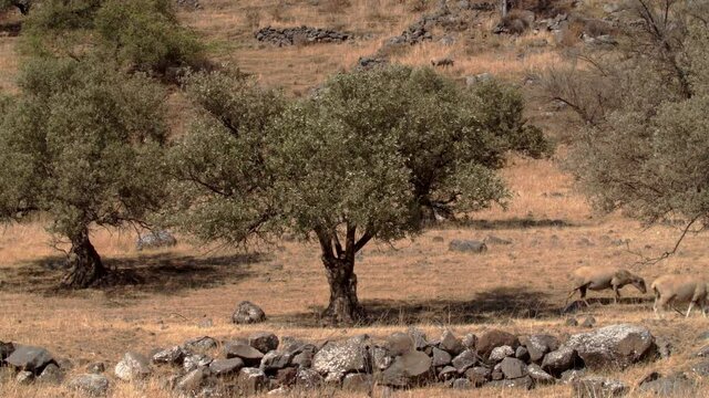 A herd of sheep grazing in the Golan Heights in a biblical landscape whit Olive tree