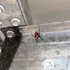 Australian Redback Spider