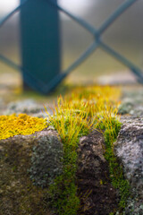 Macro pictures of Bright green moss in winter morning.Beautiful moss and lichen covered stone wall,Wildlife in Italy.Natural Background , texture.Close Up