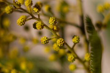 Macro picture of Mimosa tree(Acacia pycnantha, golden wattle) in Italy,Gold yellow flowers bloom in January to March like full sun.Italian nature,Italy