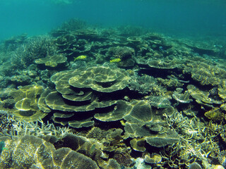 Naklejka na ściany i meble coral reef in the ocean with fishes