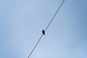 鳥　シルエット