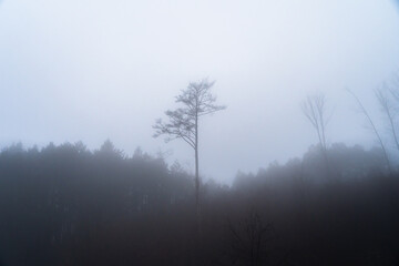 霧　木
