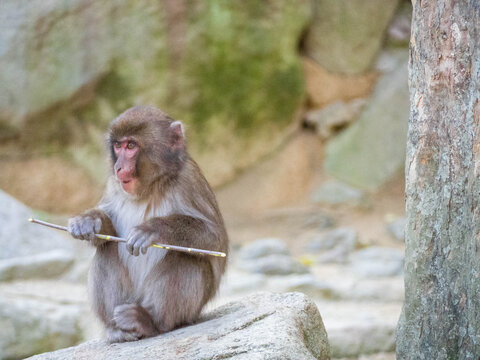子ザル のストック写真 ロイヤリティフリーの画像 ベクター イラスト Adobe Stock 子ザル のストック写真 ロイヤリティフリーの画像 ベクター イラスト Adobe Stock