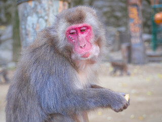 おいしそうにサツマイモをかじる高崎山自然動物園のニホンザル