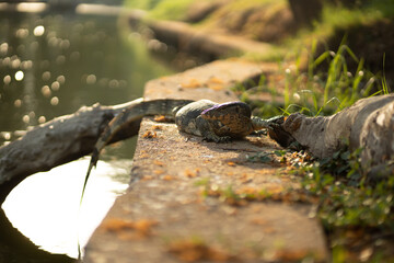 Monitor lizard (Varanus salvator) lies and bask in the sun near a pond in public Lumpini Park in Bangkok. Thailand.
