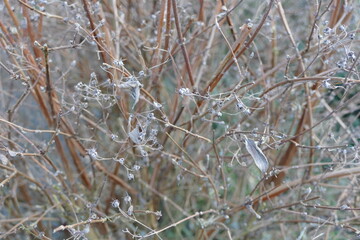 Natur V