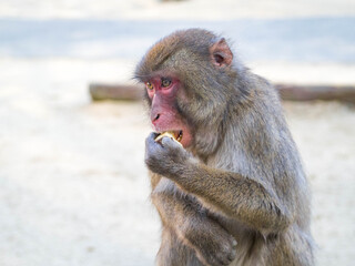 おいしそうにサツマイモをかじる高崎山自然動物園のニホンザル