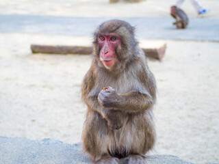 Naklejka premium 大事そうにおやつの美味しいサツマイモを持つ大分県高崎山の自然動物園のニホンザル