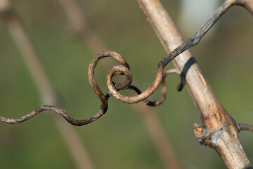 Alte Triebe an einem weinstock