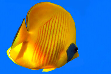 Naklejka premium Colorful coral reef with hard corals at the bottom of tropical Sea. Red Sea