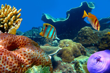 Colorful coral reef with hard corals at the bottom of tropical Sea. Red Sea