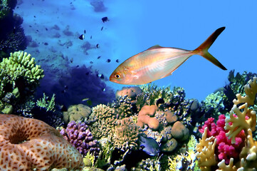 Corals reef