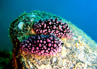 A pair of mating nudibranchs, or sea slugs, underwater