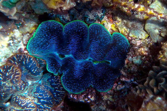 Tridacna Gigas