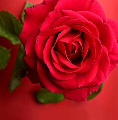 A close up macro shot of a red rose valentine day gift