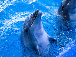 水族館のプールの中から顔を出したかわいらしいイルカ
