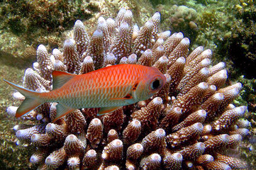 Blackbar Soldierfish on a coral reef