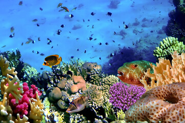 Naklejka na ściany i meble Colorful Coral Reef At The Bottom Of Tropical Sea. Red Sea