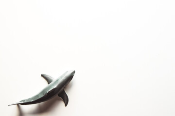 Shark on White Background