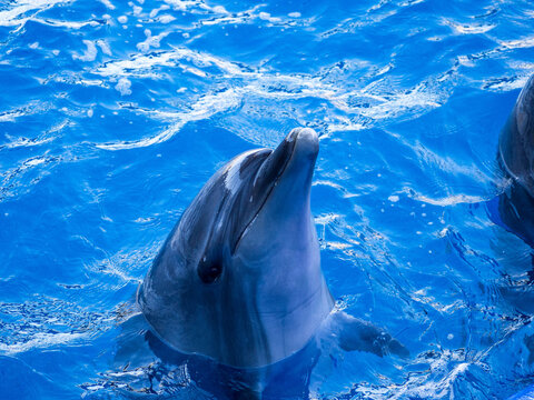 4 1 Best かわいらしい Images Stock Photos Vectors Adobe Stock