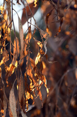 Dead and dying gum leaves glowing gold in late afternoon sunlight