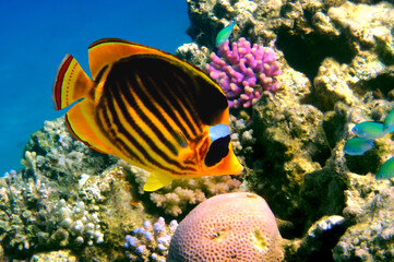 Naklejka na ściany i meble Colorful Coral Reef At The Bottom Of Tropical Sea. Red Sea
