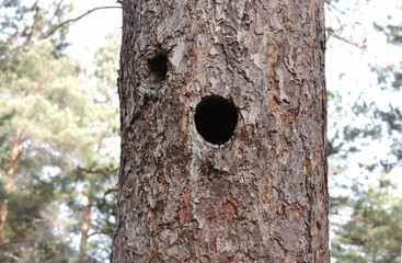 Fototapeta premium Round Woodpecker Hole in Trunk of Tree