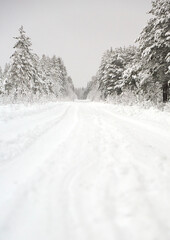 Snow covered Forest Road in Sweden