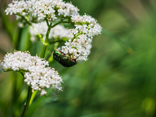 Close-Up Of A Green Beetle On White Small Flowers Blooming Outdoors On A Green Background.