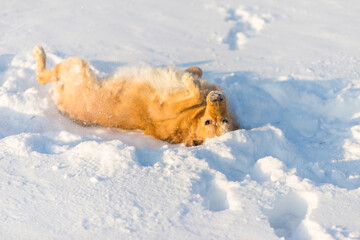 Golden Retriever playing on his back outside in cold winter evening snow.