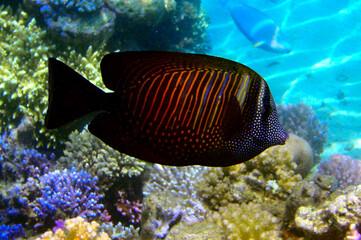 Tropical fish and coral reef