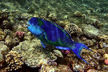 Fototapeta na wymiar Tropical fish and coral reef
