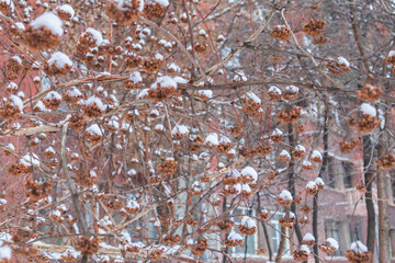 Winter tree beautiful in the snow yard exterior