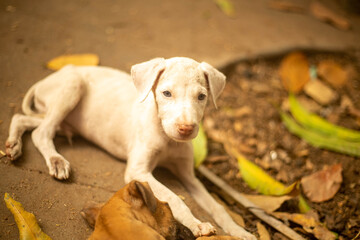 Rajapalayam Breed Puppy lying