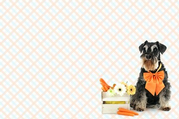 easter dog miniature schnauzer isolated 