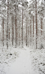 Fototapeta premium Footpath in snow-covered forest