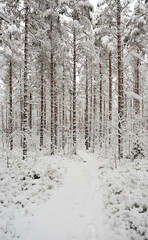 Footpath in snow-covered forest