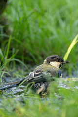 A selective focus shot of a great tit bird in the water. Surrounded by grass