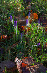 Crocus buds ready to flower in the woodland
