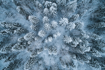 Aerial view from the drone. Winter landscape with a beautiful spruce forest from a height